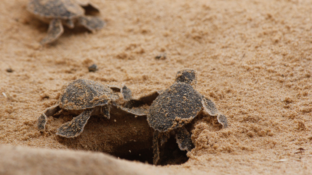turtle