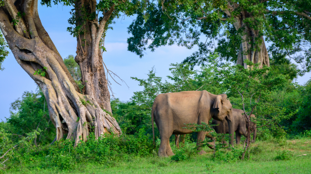 udawalawa